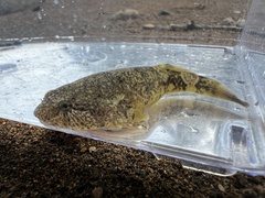 Clingfish photo 1