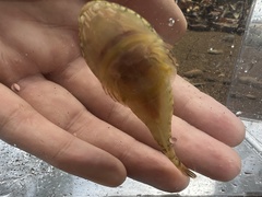 Clingfish photo 3