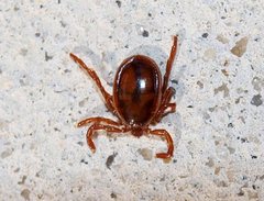 Ixodes cornuatus