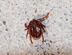 Ixodes cornuatus