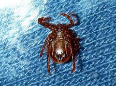 Ixodes cornuatus