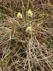 Eriophorum vaginatum