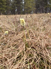 Eriophorum vaginatum