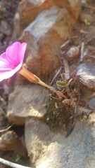 Oxalis eckloniana