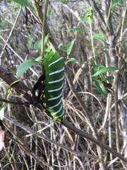 Rothschildia jacobaeae