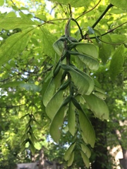 Acer carpinifolium