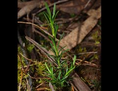 Hibbertia virgata