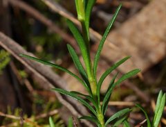 Hibbertia virgata