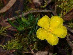 Hibbertia virgata