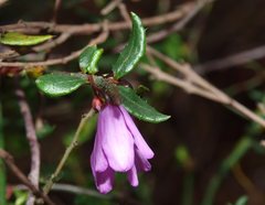 Tetratheca pilosa
