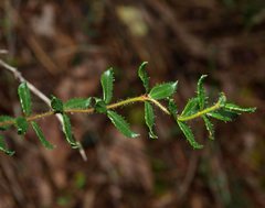 Tetratheca pilosa