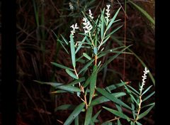 Leucopogon australis