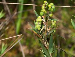 Leucopogon australis