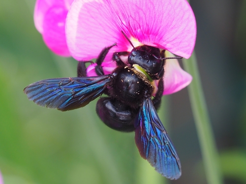 Violet Carpenter Bee, photo 5 of 10