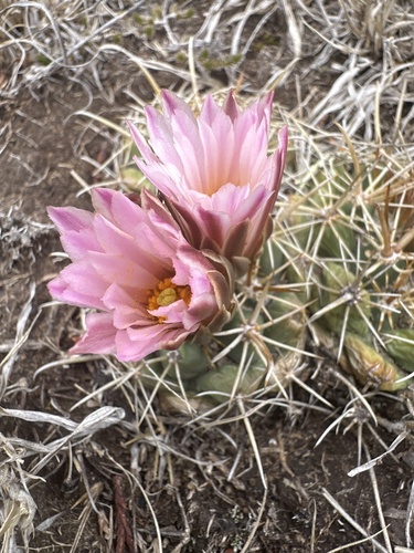 Coryphantha ottonis