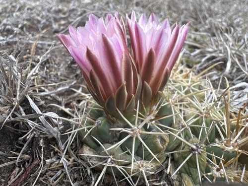 Coryphantha ottonis