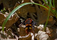 Megascolia maculata maculata