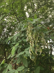 Laburnum anagyroides