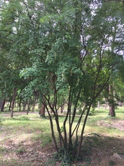 Laburnum anagyroides