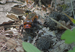 Megascolia maculata maculata