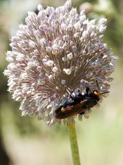 Megascolia maculata flavifrons