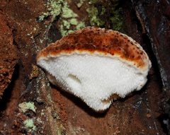 Postia pelliculosa
