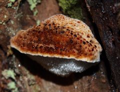 Postia pelliculosa