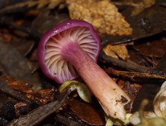 Hygrocybe cheelii