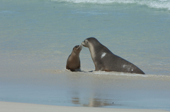 Neophoca cinerea