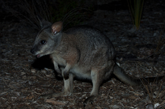 Notamacropus eugenii