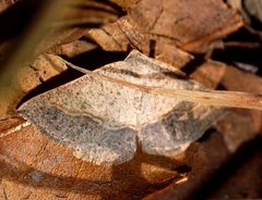 Taxeotis perlinearia