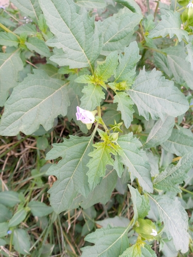 apple-of-Peru