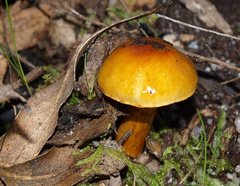 Cortinarius sinapicolor