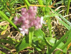 Floscopa glomerata