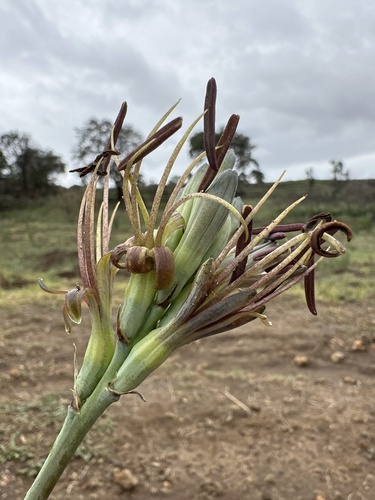 Agave debilis
