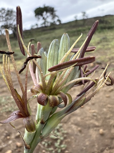 Agave debilis
