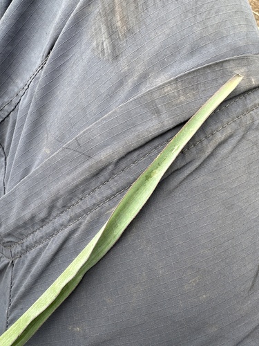Agave debilis