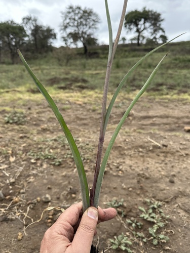 Agave debilis