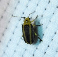 Derospidea brevicollis