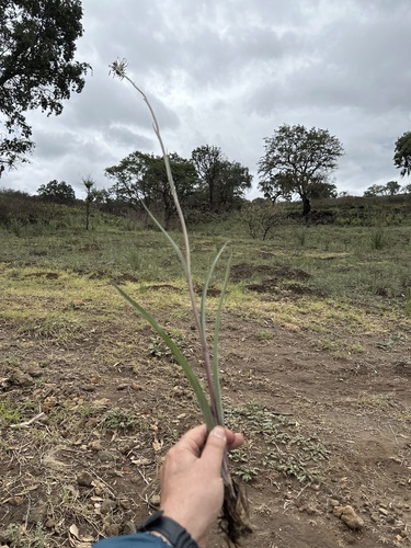 Agave debilis
