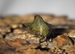 Telamona monticola
