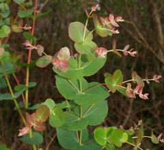 Eucalyptus angophoroides