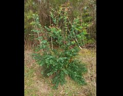 Eucalyptus angophoroides