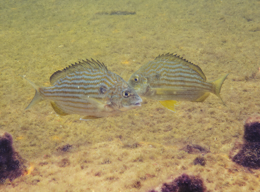 Western Atlantic Seabream