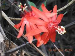 Passiflora quadriglandulosa