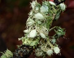 Usnea scabrida