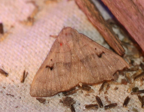 Brown Panopoda Moth photo 5