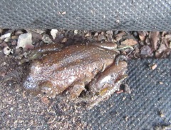 Afrixalus fornasini