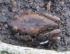 Afrixalus fornasini