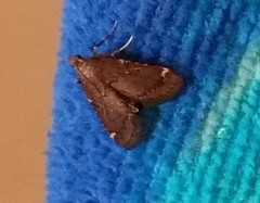 Hypsopygia intermedialis